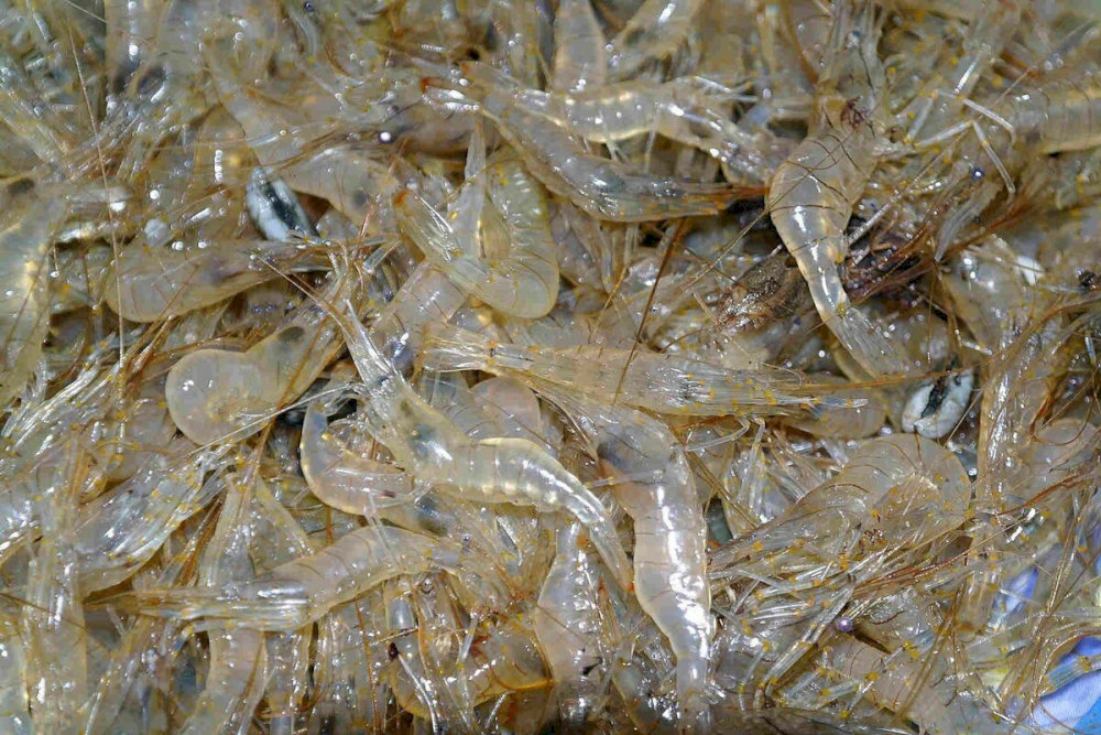 Tép – nguyên liệu chính được làm thành món mắm tép đặc sản